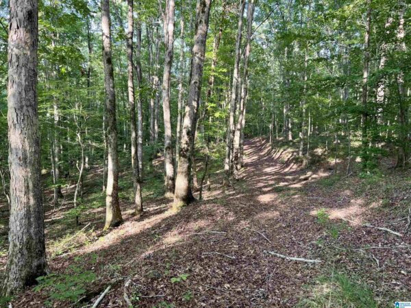 farm land with woods in Talledega Alabama
