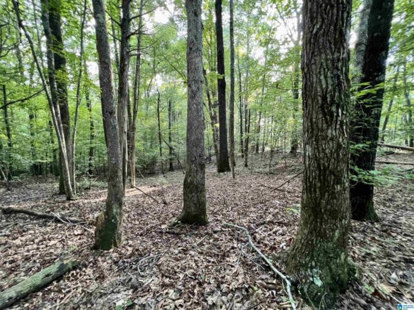 farm land with woods in Talledega Alabama