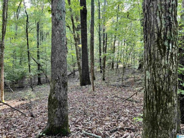 farm land with woods in Talledega Alabama