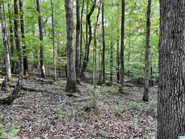 farm land with woods in Talledega Alabama