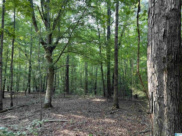 farm land with woods in Talledega Alabama