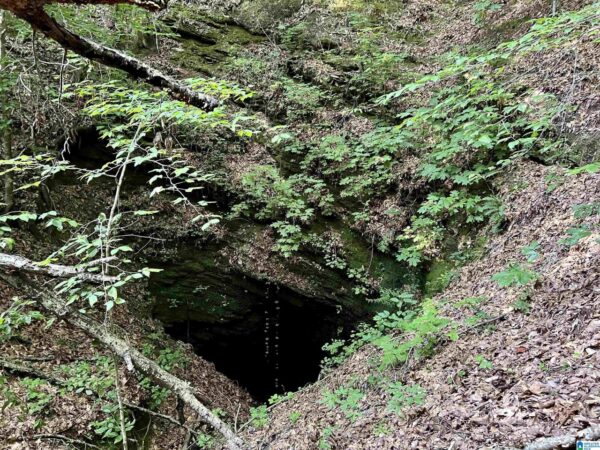 farm land with woods in Talledega Alabama